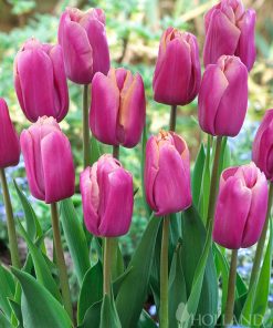 Лале Holland Beauty (Tulip Holland Beauty) - Неустоима красота в пролетната градина!