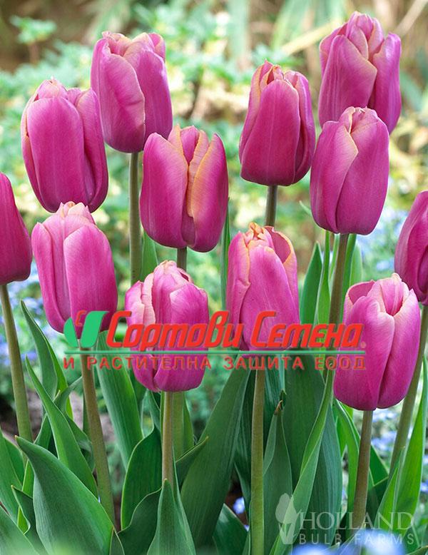 Лале Holland Beauty (Tulip Holland Beauty) - Неустоима красота в пролетната градина!