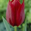 Лале Pallada (Tulip Pallada) – Изискана класика в огненочервено!
