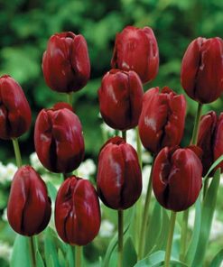 Лале Pallada (Tulip Pallada) – Изискана класика в огненочервено!