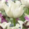 Лале Уайт Либърстар (Tulip White Liberstar) – Нежна чистота и елегантност!