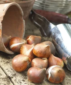 Лале Уайт Либърстар (Tulip White Liberstar) – Нежна чистота и елегантност!