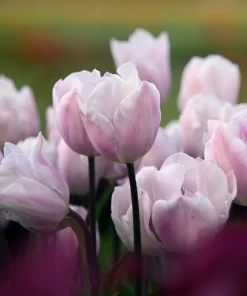 Лале Fay (Tulip Fay) - Вълшебно докосване на пролетта!