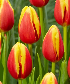 Лале Denmark (Tulip Denmark) – Живописен контраст за вашата градина!