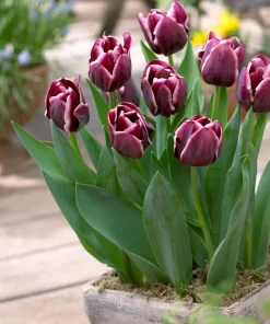 Лале Alexander Pushkin (Tulip Alexander Pushkin) – Кралска елегантност и контраст за вашата градина!