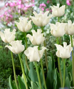 Лале Уайт Либърстар (Tulip White Liberstar) – Нежна чистота и елегантност!