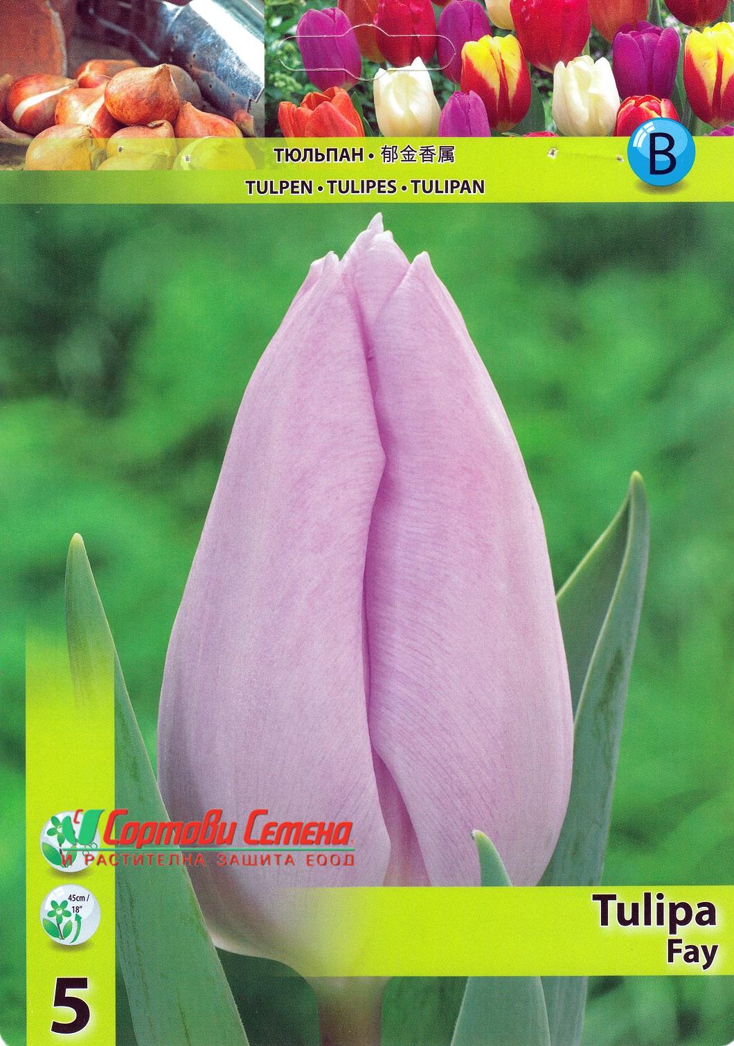 Лале Fay (Tulip Fay) - Вълшебно докосване на пролетта!