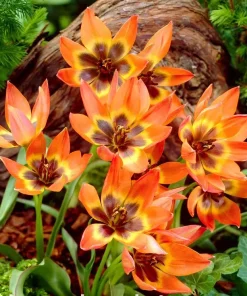 Лале Литъл Принсес (Tulip Little Princess)- Малка принцеса с голям чар!