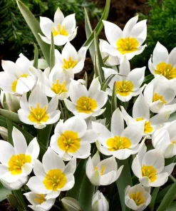 Лале Полихрома (Tulip Polychroma)- Естествена красота и чар!