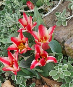 Лале Плезир (Tulip Plaisir) – Двуцветна радост за вашата градина