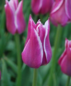 Лале Балада (Tulip Ballade)- Нежен танц на цветове в градината!