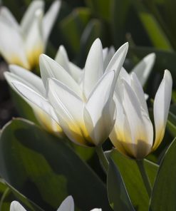 Лале Концерто (Tulip Concerto) Миниатюрно величие за вашата градина!