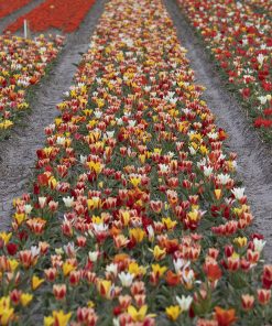 Лале Грейги микс (Tulip Greigii Mixed) Пъстра експлозия от цвят!