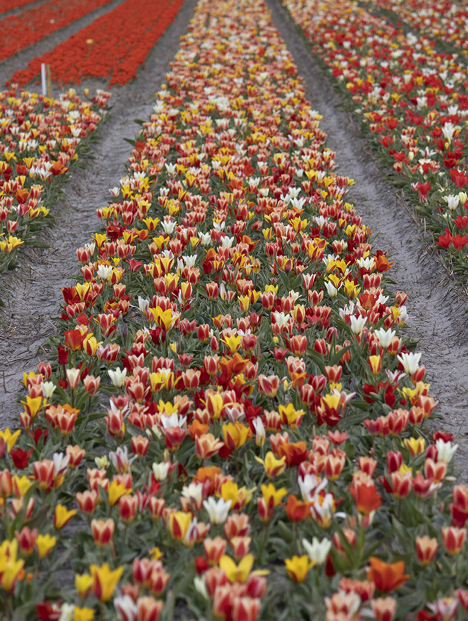 Лале Грейги микс (Tulip Greigii Mixed) Пъстра експлозия от цвят!