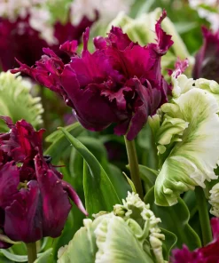 Лале Блек Парот (Tulip Black Parrot)- Дръзка и екзотична красота!