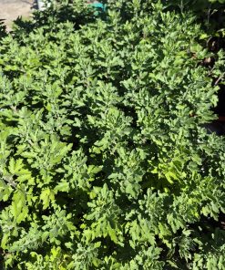 ЕКСКЛУЗИВЕН КОМПЛЕКТ ОТ 12 СОРТА ЕДРОЦЪФТЯЩИ ХРИЗАНТЕМИ К025