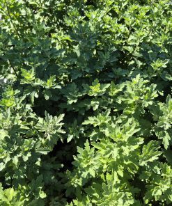 ЕКСКЛУЗИВЕН КОМПЛЕКТ ОТ 12 СОРТА ЕДРОЦЪФТЯЩИ ХРИЗАНТЕМИ К025