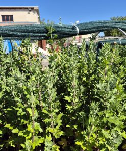 ЕКСКЛУЗИВЕН КОМПЛЕКТ ОТ 12 СОРТА ЕДРОЦЪФТЯЩИ ХРИЗАНТЕМИ К025