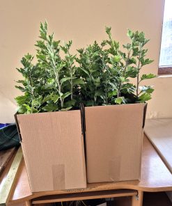 ЕКСКЛУЗИВЕН КОМПЛЕКТ ОТ 12 СОРТА ЕДРОЦЪФТЯЩИ ХРИЗАНТЕМИ К025