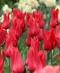 Лале Ред Шайн (Tulip Red Shine)- Яркочервен блясък за вашата градина!