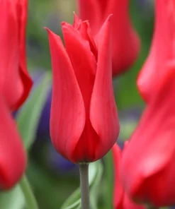 Лале Ред Шайн (Tulip Red Shine)- Яркочервен блясък за вашата градина!