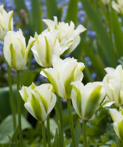 Лале Уайт Спринг Грийн (Tulip White Spring Green)-Нежна пролетна чистота!