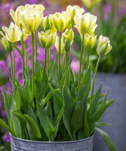 Лале Йелоу Спринг Грийн (Tulip Yellow Spring Green)- Слънце с привкус на пролет!