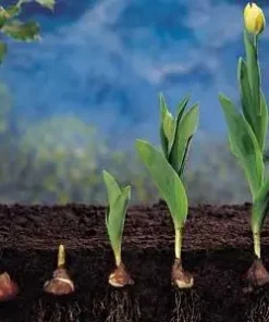 Лале Йоко Парот (Tulip Yoko Parrot)-Слънчева експлозия в градината!