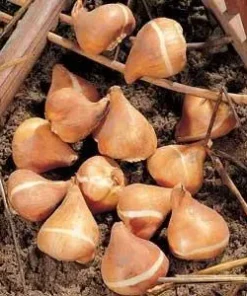 Лале Мери Гоу Раунд (Tulip Merry Go Round)- Едно лале, множество цветове!