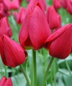 Лале Мери Гоу Раунд (Tulip Merry Go Round)- Едно лале, множество цветове!