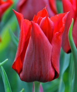 Лале Ред Шайн (Tulip Red Shine)- Яркочервен блясък за вашата градина!