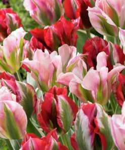 Лале Есперанто (Tulip Esperanto)- Артистичен шедьовър във вашата градина!