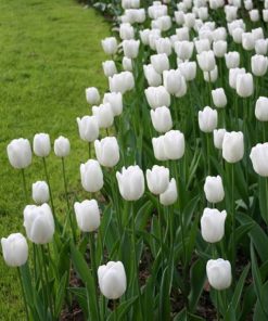 Лале Уайт Емперор (Tulip White Emperor) – Величествена чистота и елегантност!