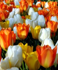 Лале Пурисима Оранж (Tulip Purissima Orange) – Топло, слънчево и завладяващо!