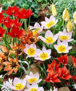Лале Ботàникал Миксед (Tulip Botanical Mixed)- Спонтанна красота за вашата градина!