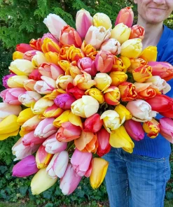 Лале Дарвинови хибриди (Tulip Darwin Hybride Mixed) – Експлозия от цвят за вашата градина!