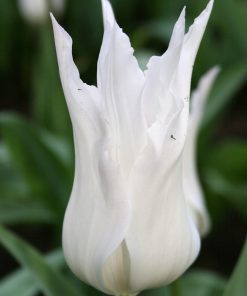 Лале Балада Уайт (Tulip Ballade White)-Класическа елегантност и чистота!