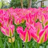 Лале Виришик (Tulip Virichic)- Изящна елегантност с нотка на пролет!