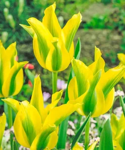 Лале Йелоу Спринг Грийн (Tulip Yellow Spring Green)- Слънце с привкус на пролет!