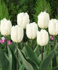 Лале Уайт Принс (Tulip White Prince) – Чистота и величие за вашата градина!