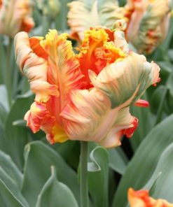 Лале Парот Кинг (Tulip Parrot King)- Царствена елегантност и екзотика!