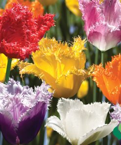 Лале Фринджд миксед (Tulip Fringed Mixed)- Ресничеста феерия в градината!