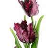 Лале Блек Парот (Tulip Black Parrot)- Дръзка и екзотична красота!