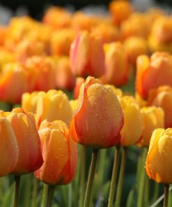 Лале Блашинг Апелдорн (Tulip Blushing Apeldoorn)- Слънчев цвят с романтичен оттенък!