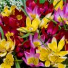 Лале Ботàникал Миксед (Tulip Botanical Mixed)- Спонтанна красота за вашата градина!