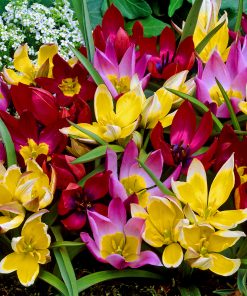 Лале Ботàникал Миксед (Tulip Botanical Mixed)- Спонтанна красота за вашата градина!