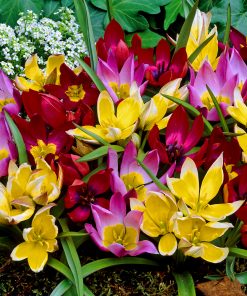 Лале Ботàникал Миксед (Tulip Botanical Mixed)- Спонтанна красота за вашата градина!