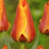 Лале Компостела (Tulip Compostella) – Експлозия от цвят за вашата градина!