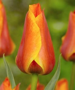 Лале Компостела (Tulip Compostella) – Експлозия от цвят за вашата градина!