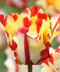 Лале Флейминг Парот (Tulip Flaming Parrot)- Експлозия от цветове!